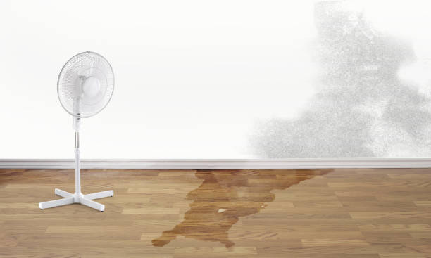 Best Basement water damage restoration  in South Laurel, MD